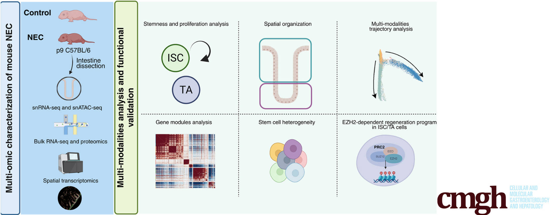 Molecular and Chromatin Accessibility Programs Underlying Epithelial Injury and Impaired Regeneration in Neonatal Necrotizing Enterocolitis